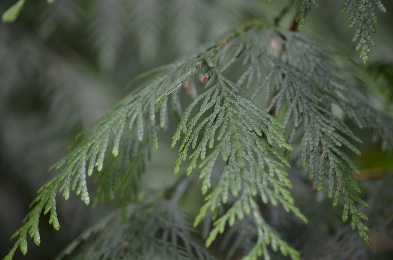 cedar forest nature free photo