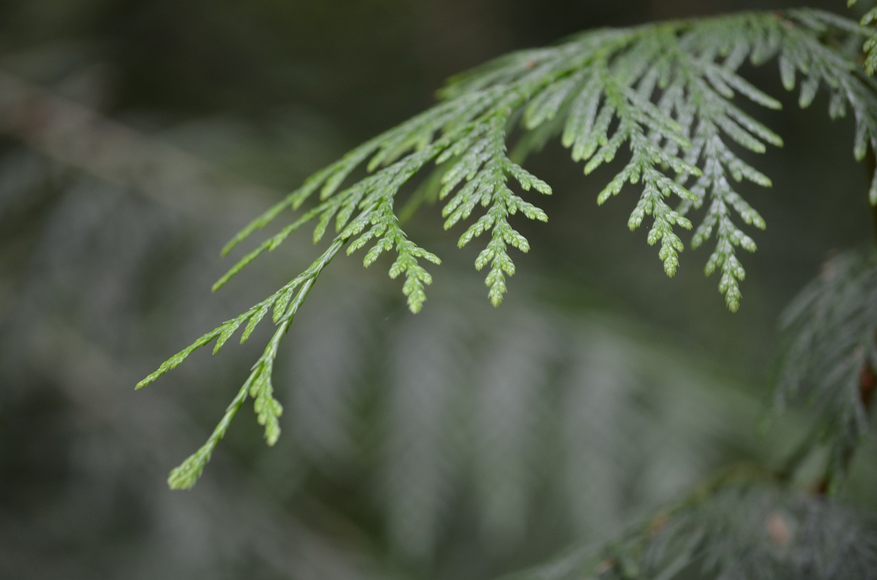 cedar forest nature free photo