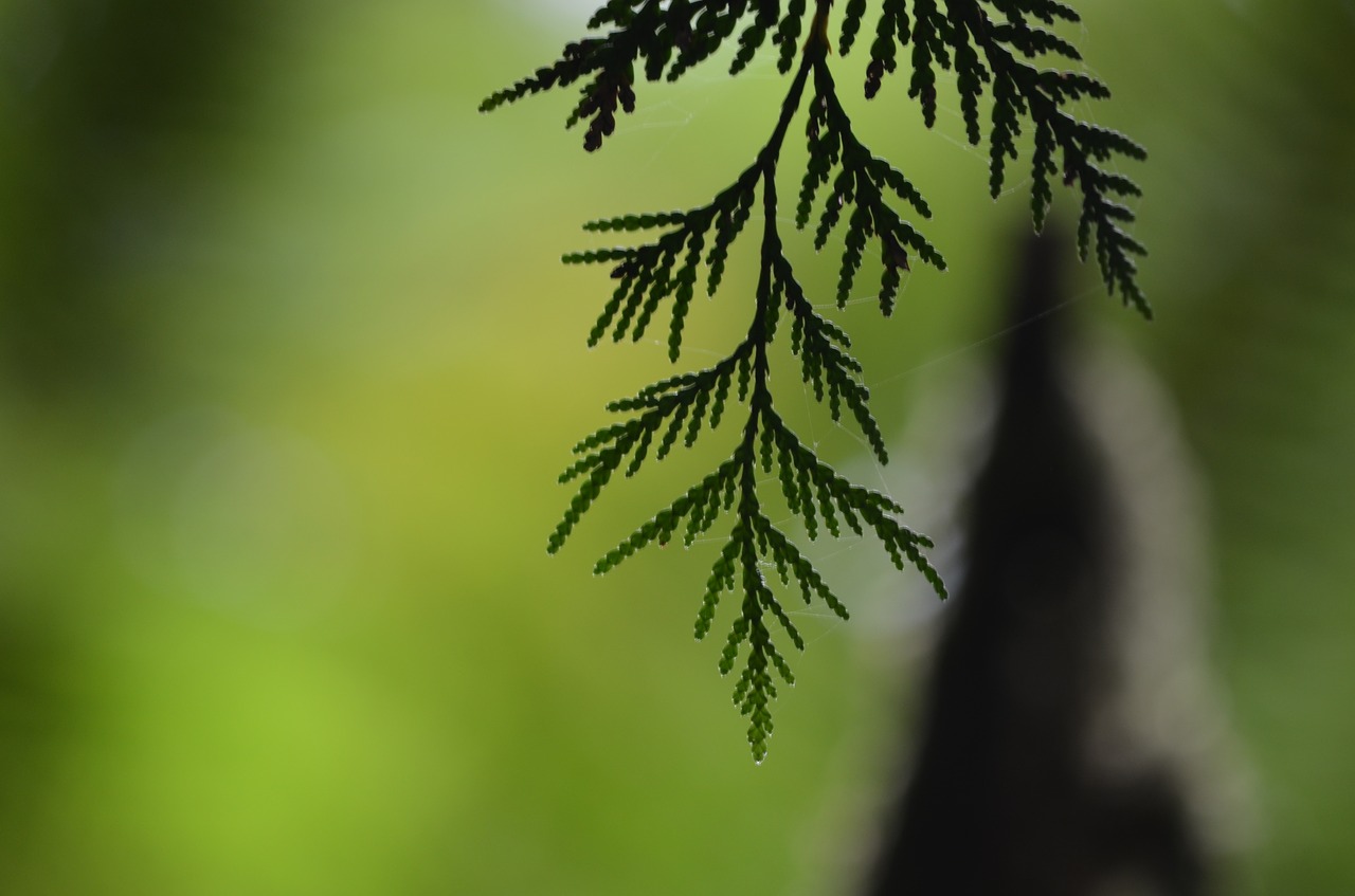 cedar tree leaf free photo