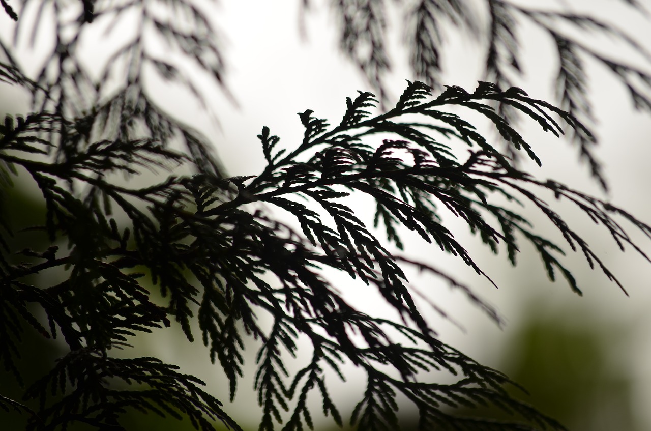 cedar silhouette tree free photo