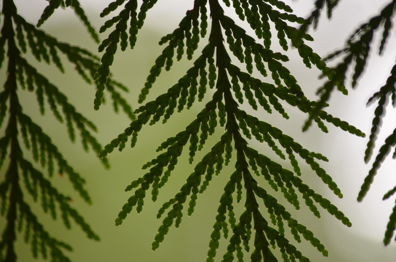 cedar leaf leaves free photo