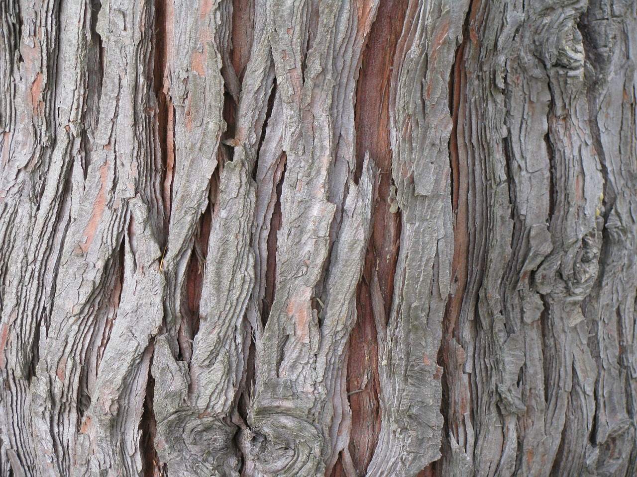 cedar tree bark free photo
