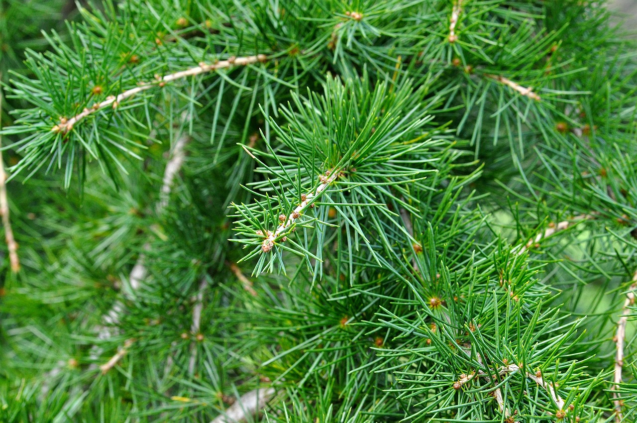 cedar cedar branch branch free photo