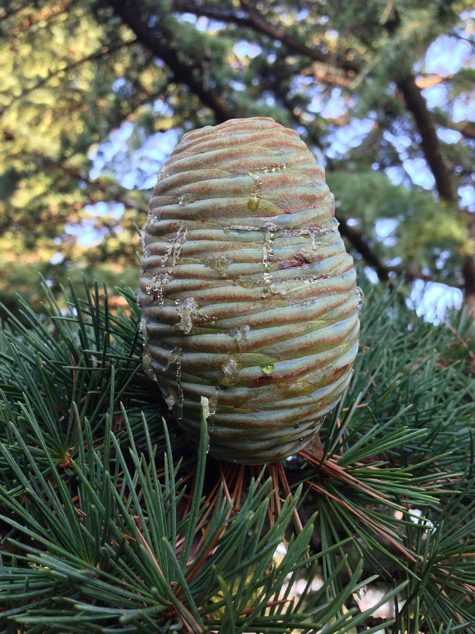 cedar tap pine greenhouse free photo