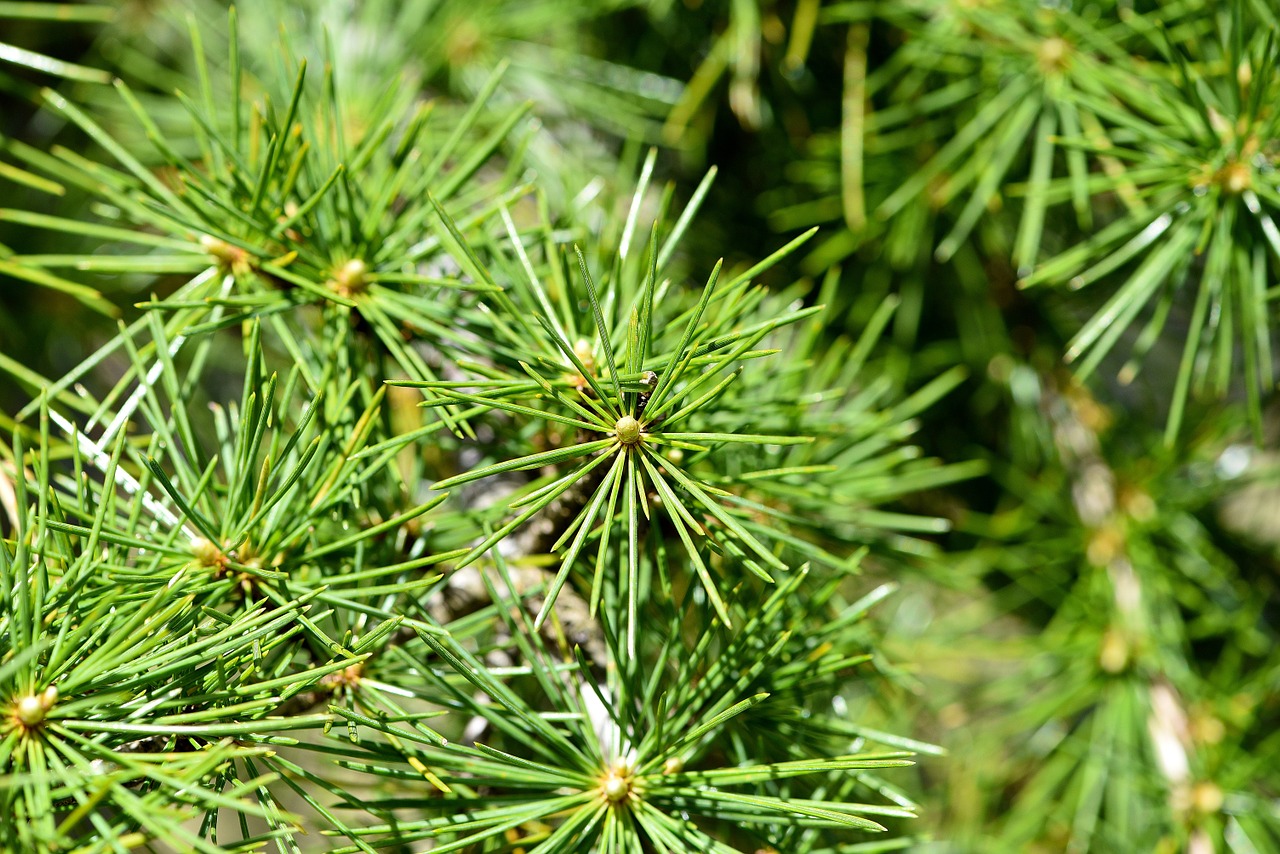 cedar tree plant free photo