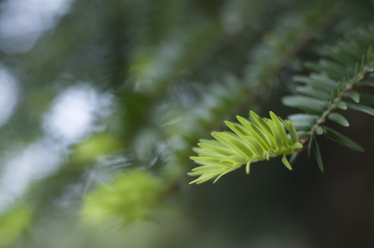 cedar leaves life free photo