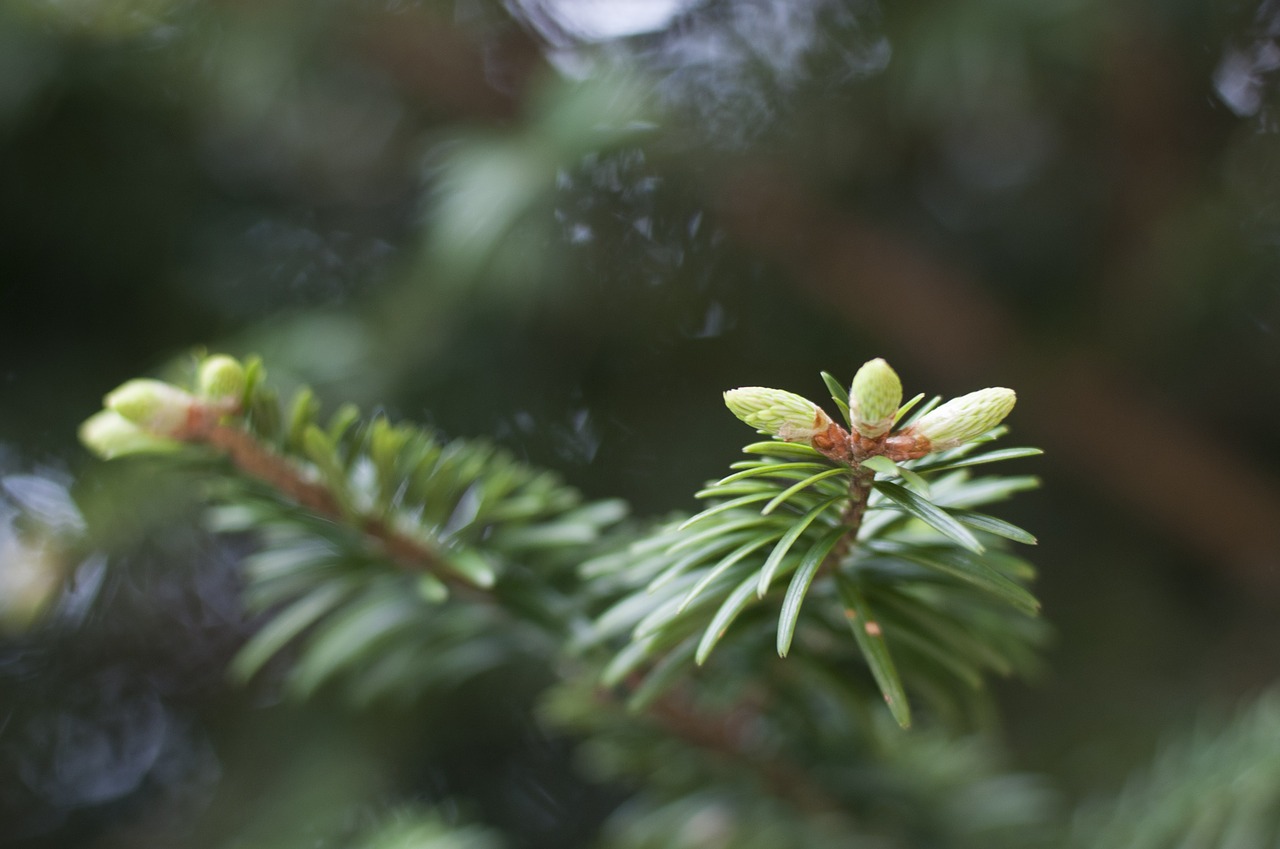 cedar leaves buds free photo