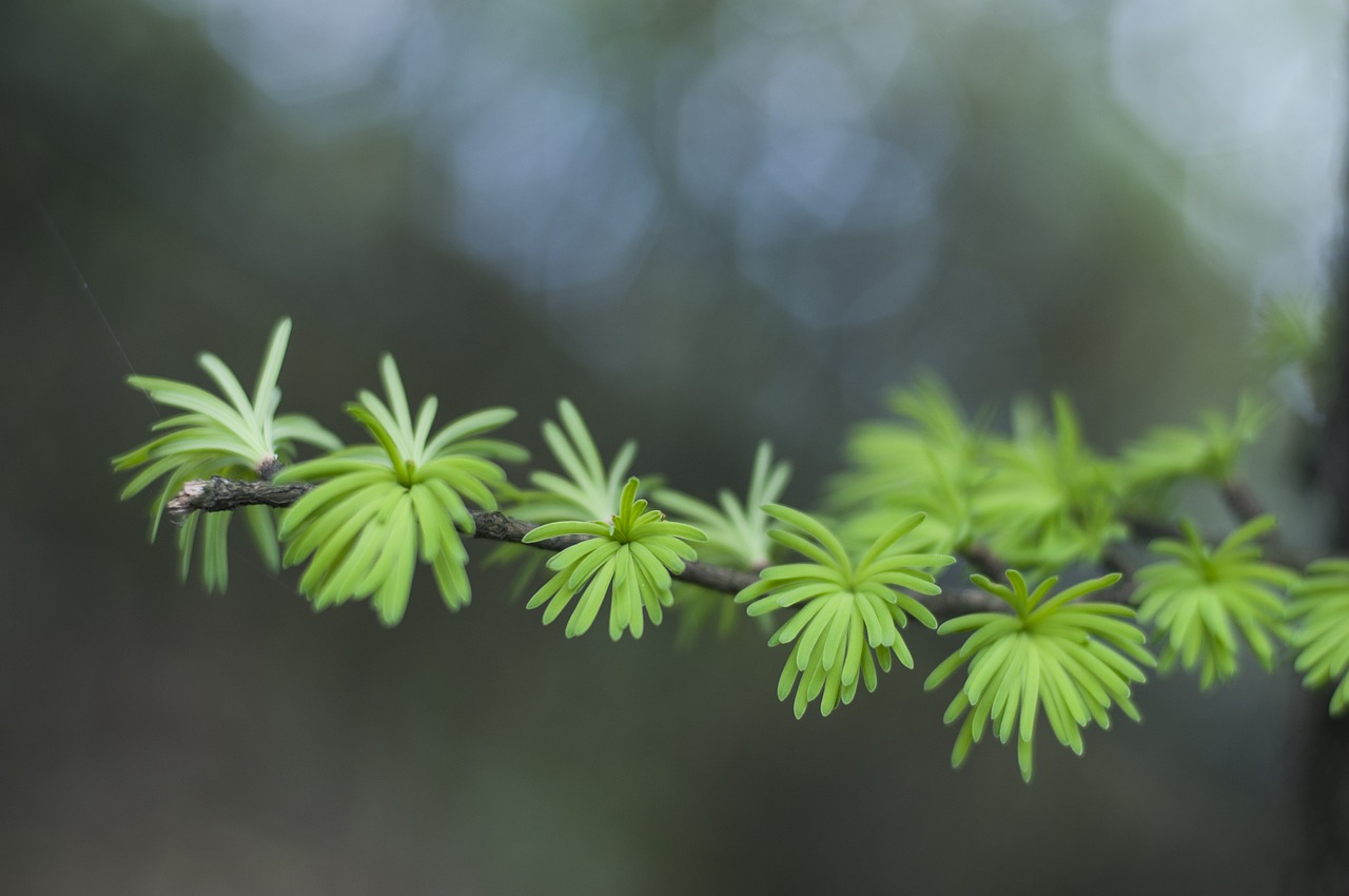 cedar bud green free photo