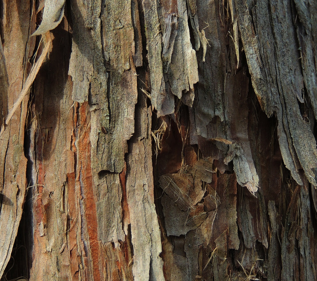 cedar background bark free photo