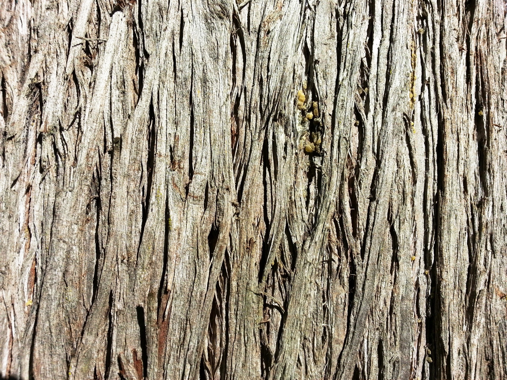 tree bark cedar free photo