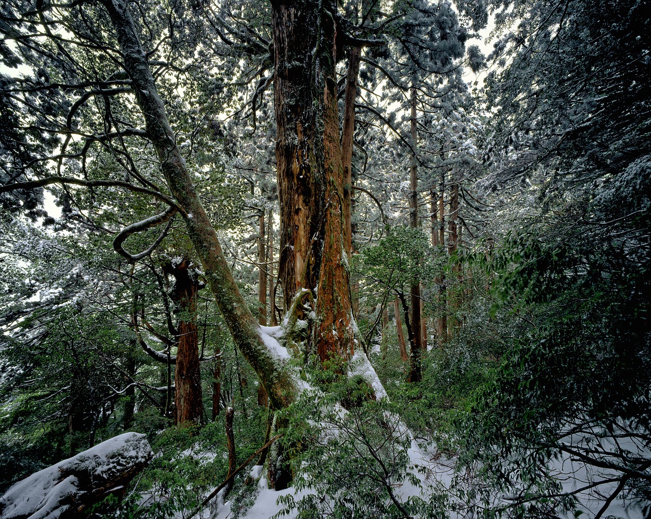 cedar forest winter snow free photo