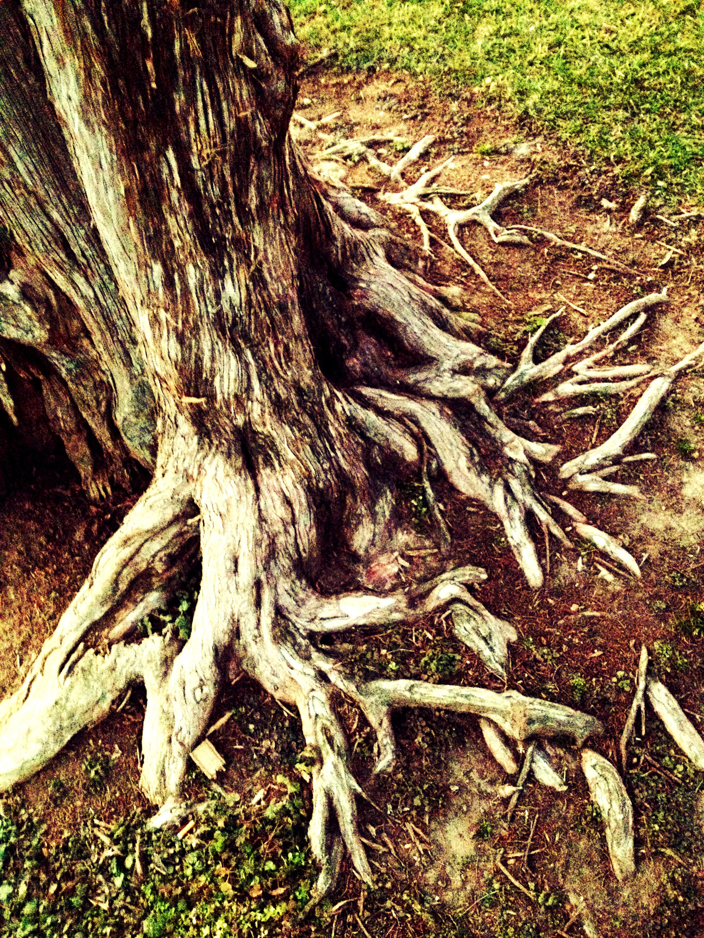 tree root cedar free photo
