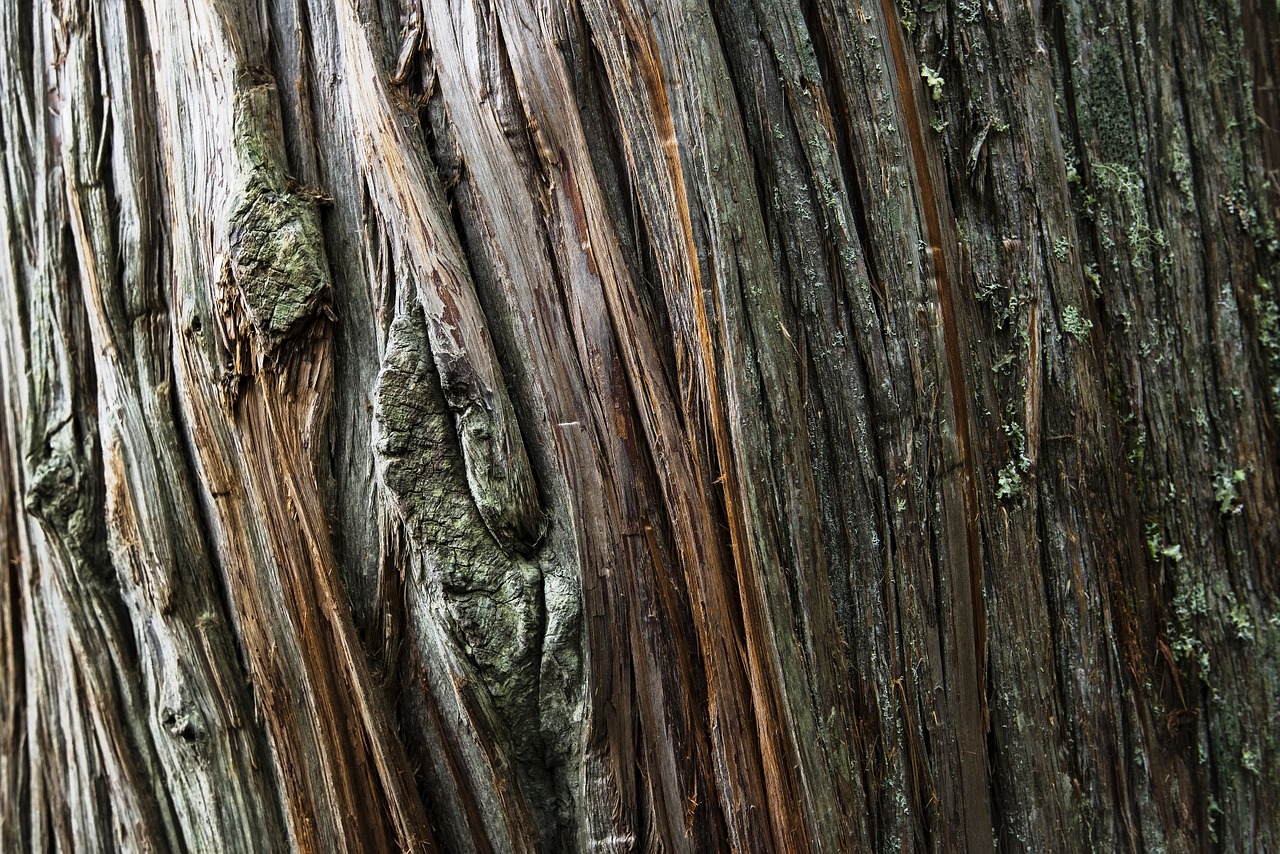 cedar tree trunk wood free photo