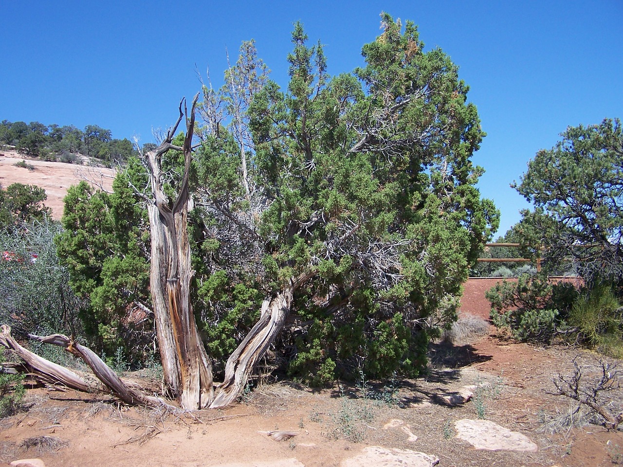 cedar tree colorado national monument desert free photo