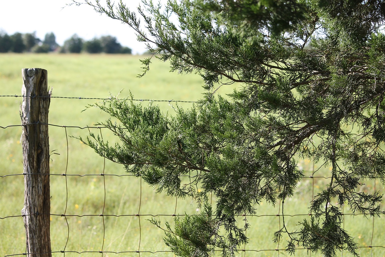 cedar tree fence fence post free photo