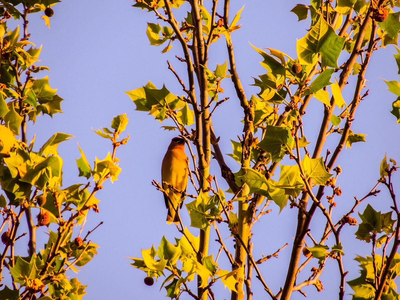 cedar wax wing sycamore tree bird free photo