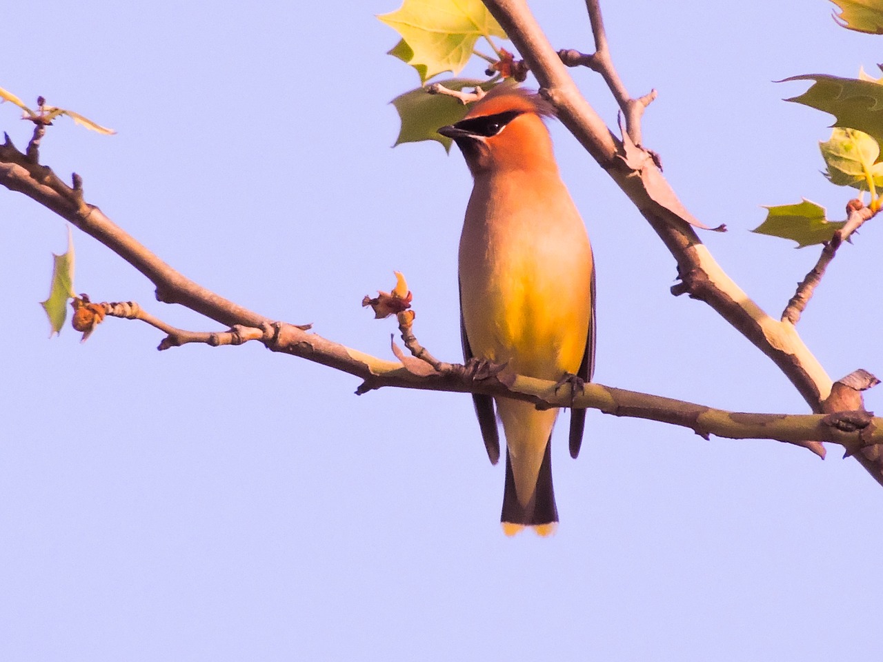 cedar wax wing sycamore tree bird free photo