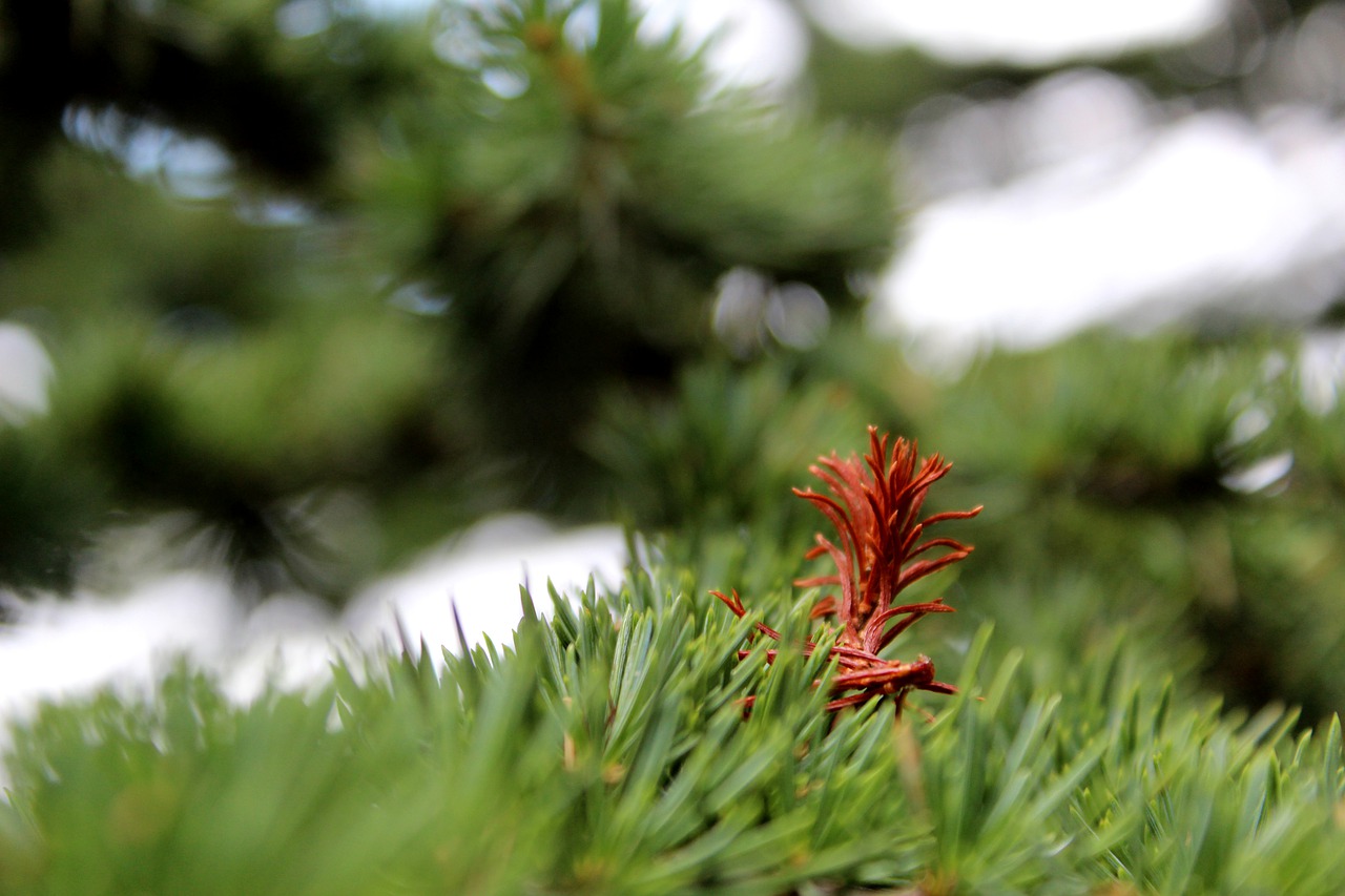 cedars  outing  nature free photo