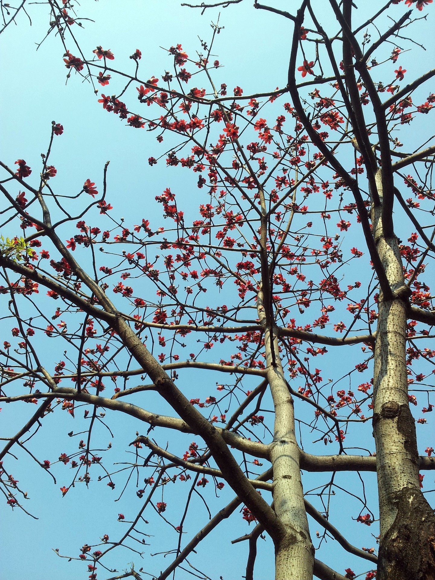 ceiba tree flowers without leaves free photo