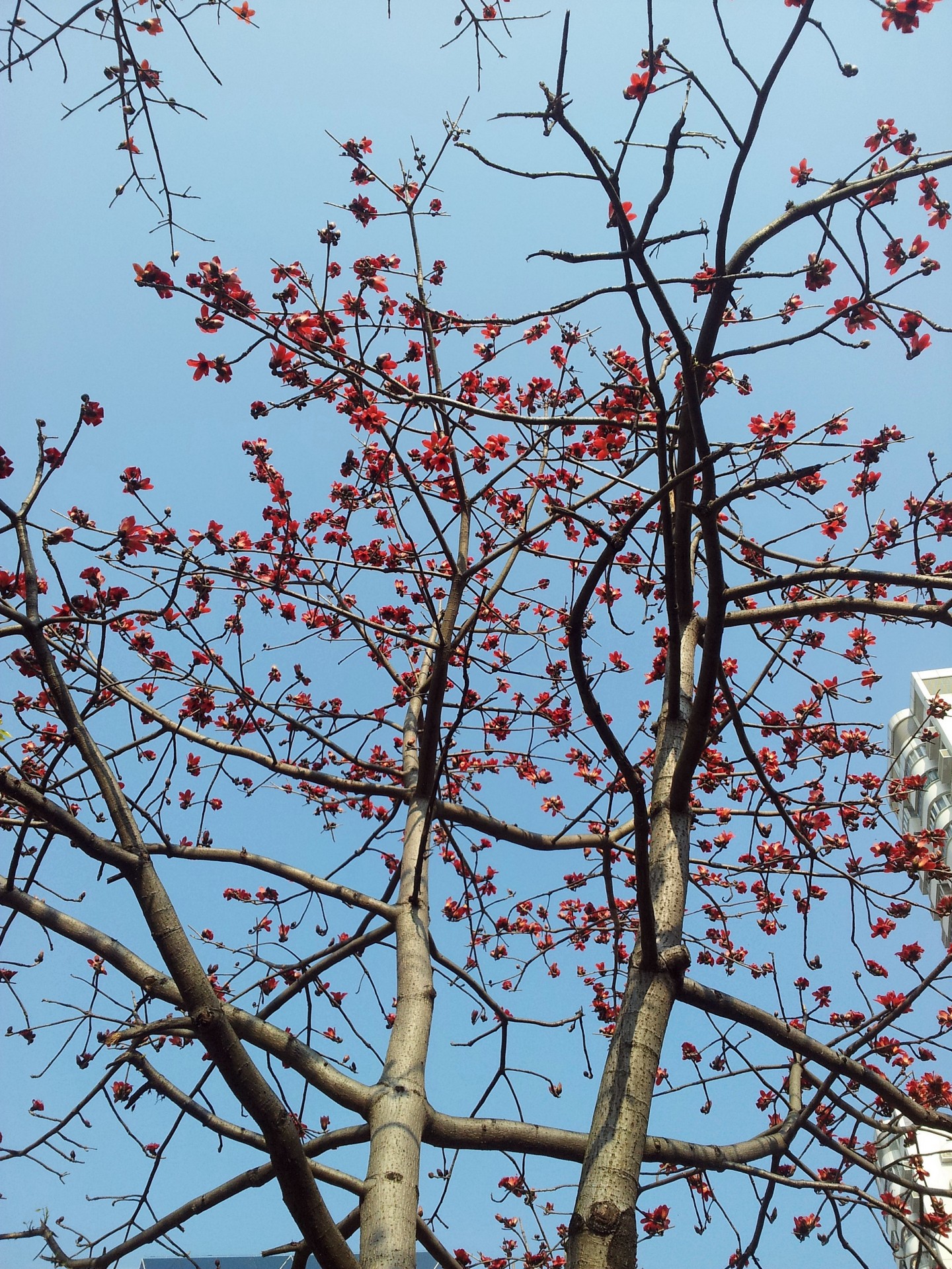 ceiba tree flowers without leaves free photo