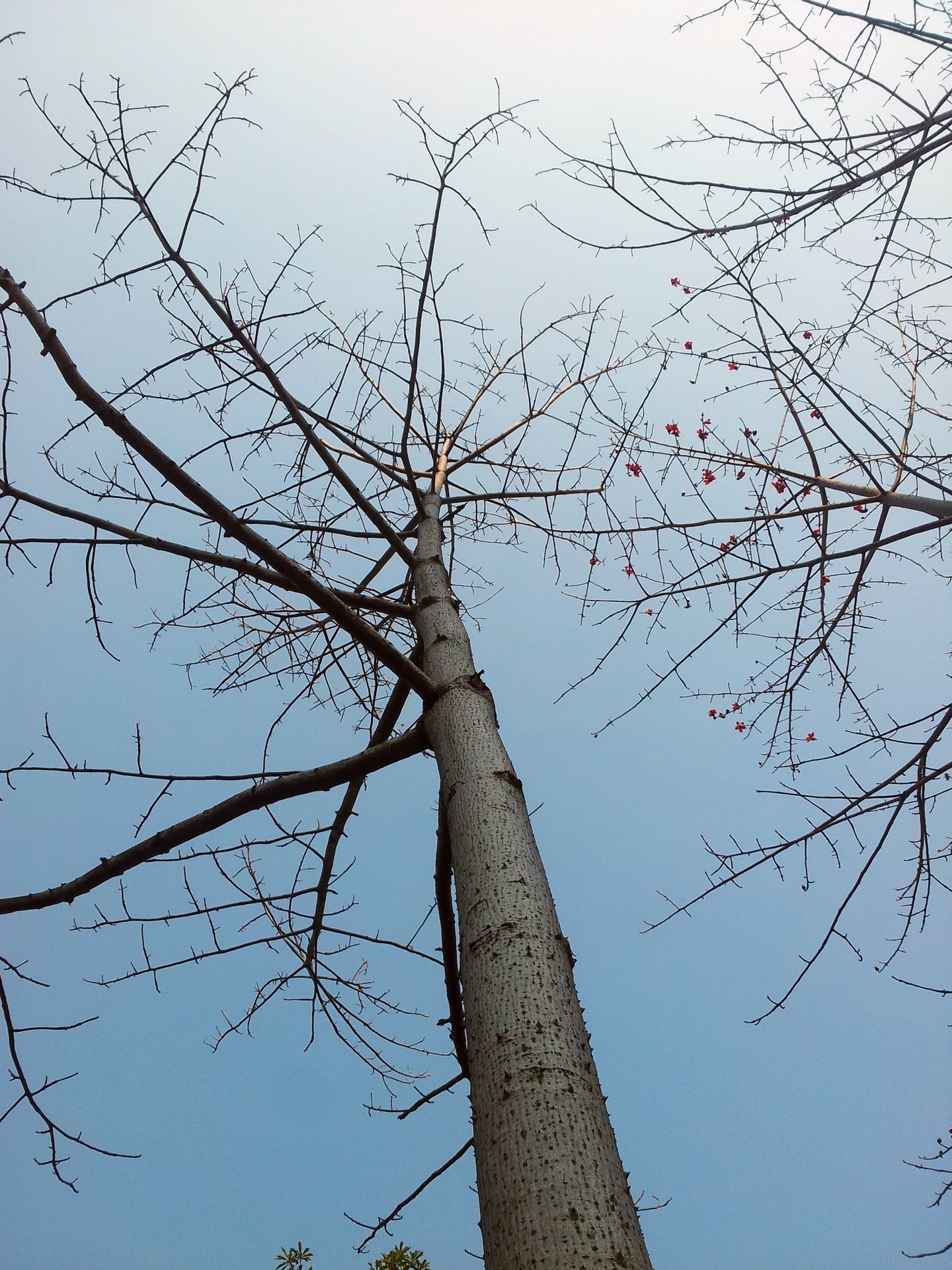 ceiba tree winter ceiba tree in the winter free photo