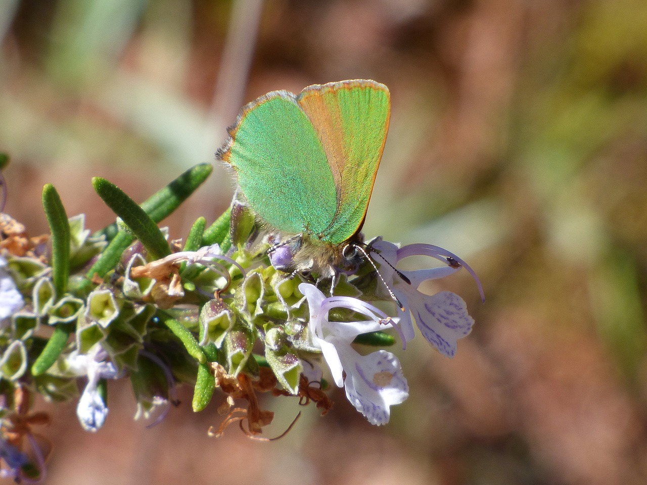 cejialba callophrys rubi butterfly free photo