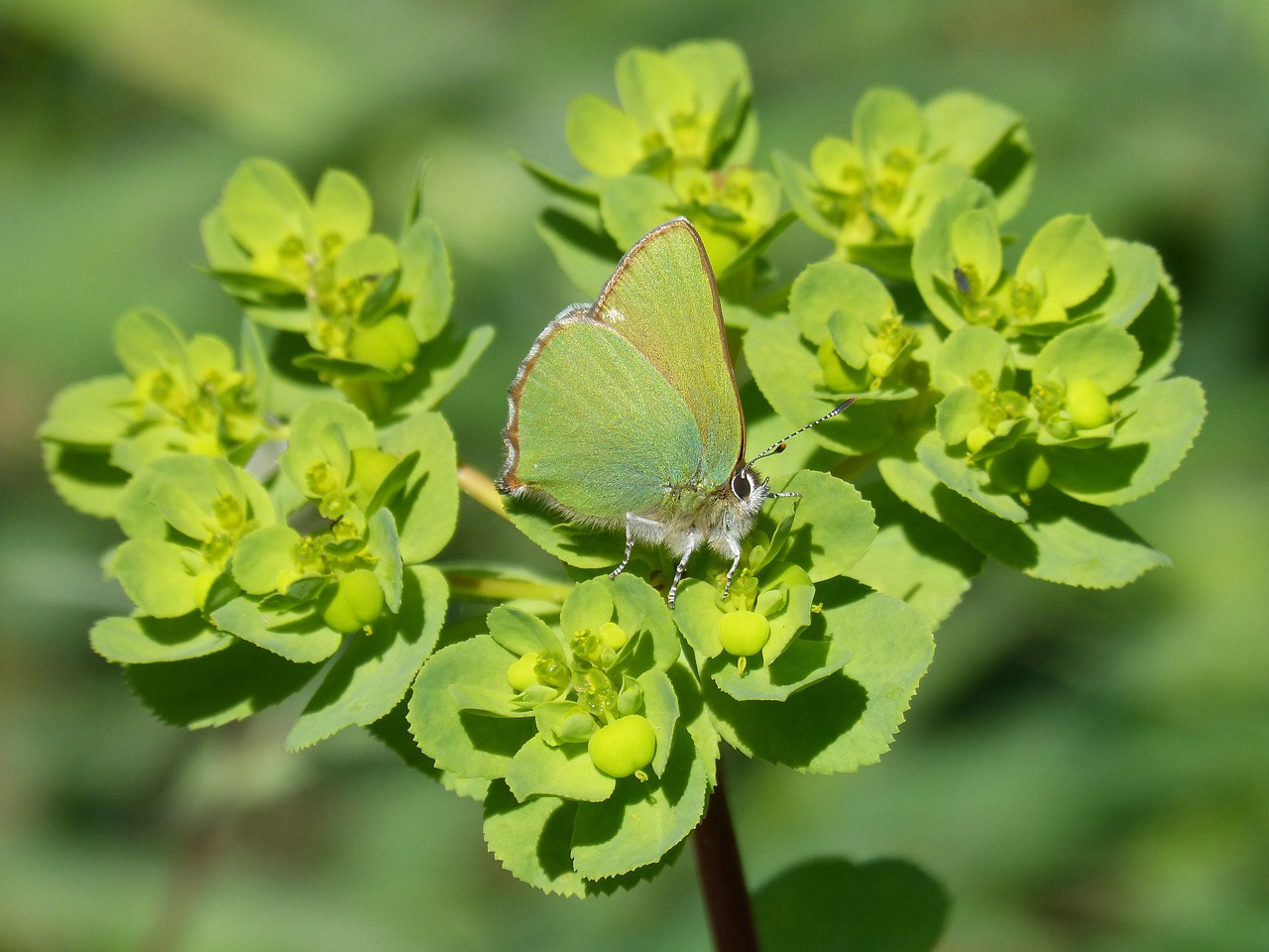 cejialba callophrys rubi butterfly free photo