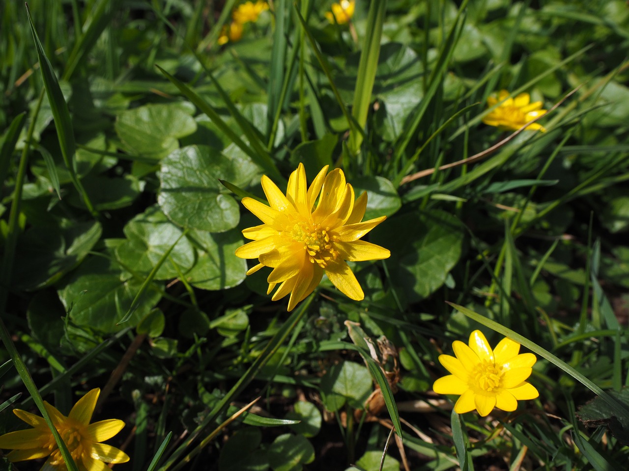 celandine flower blossom free photo