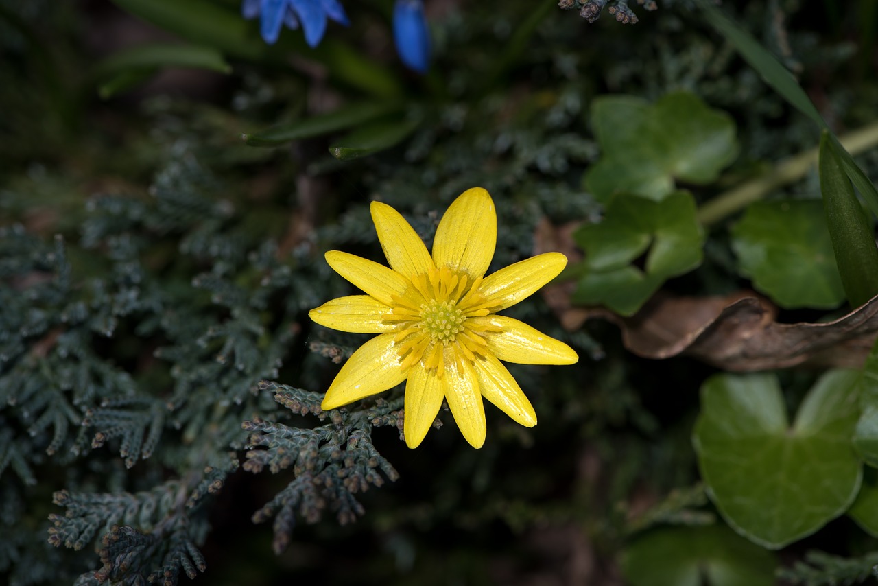 celandine feigwurz early bloomer free photo