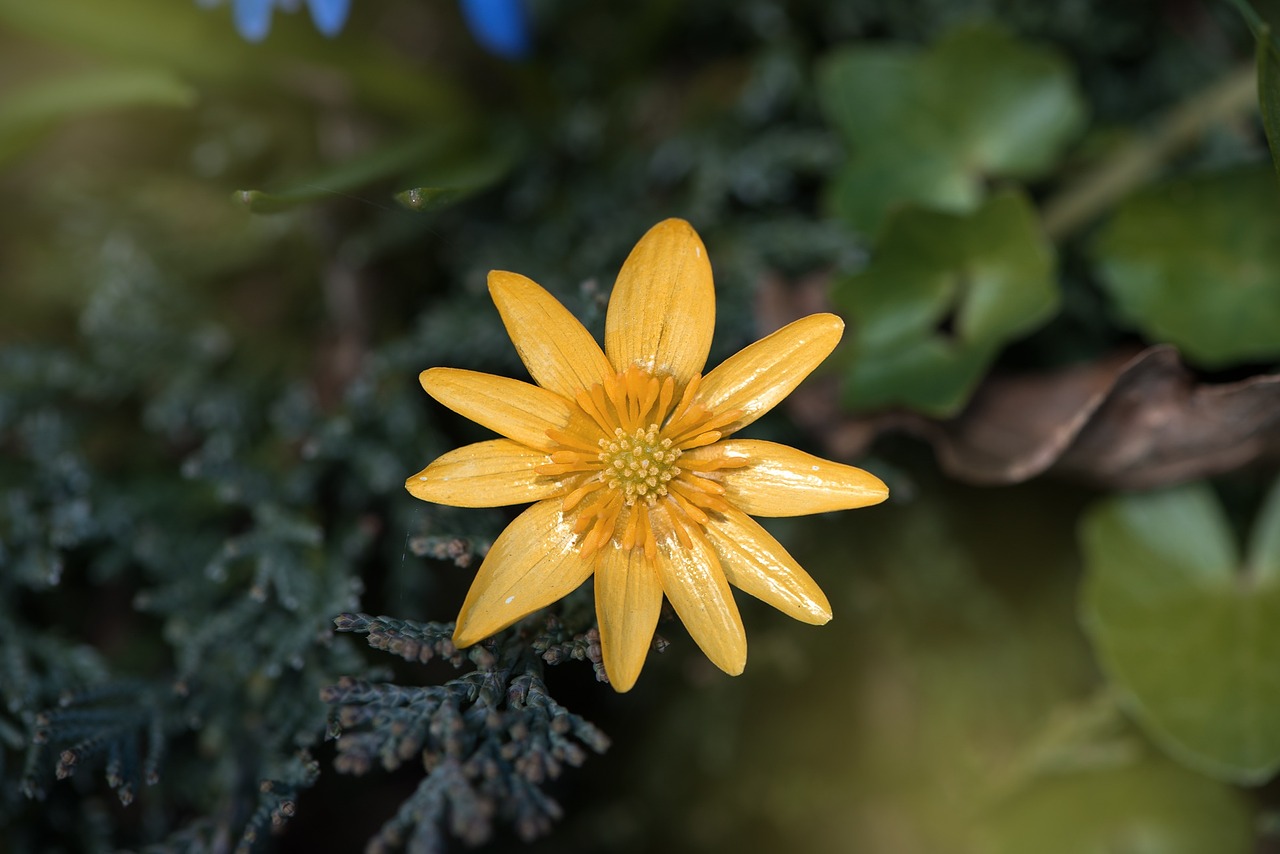 celandine flower plant free photo