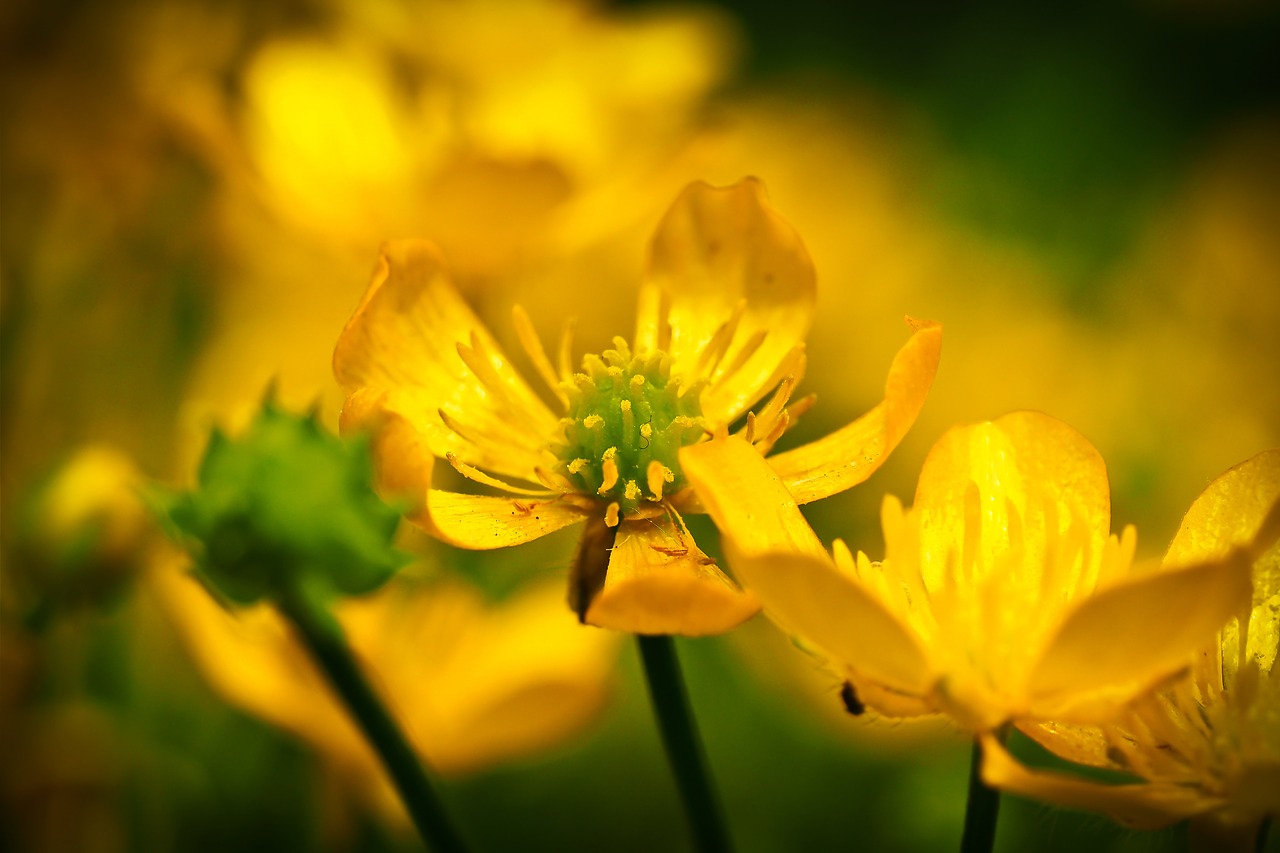 celandine flower yellow free photo