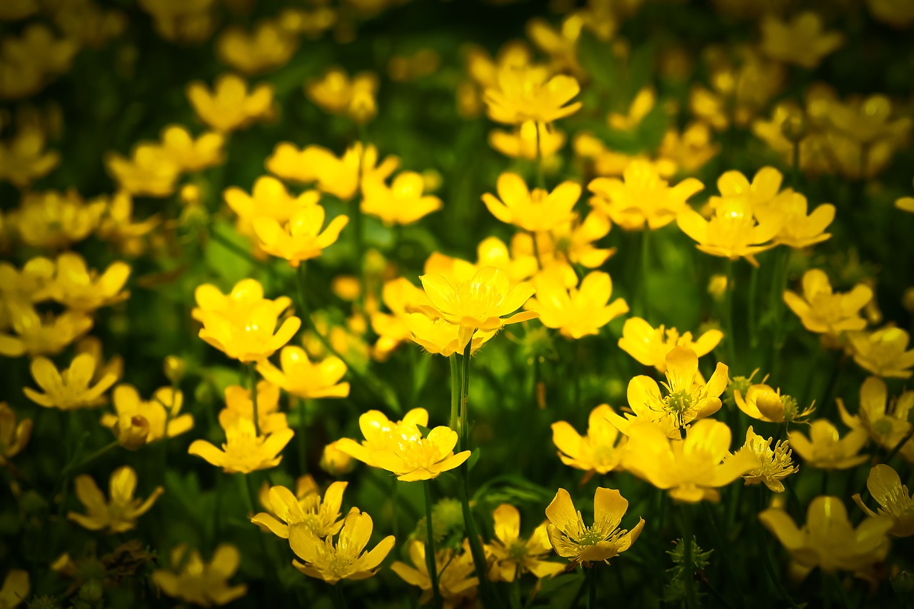 celandine flower yellow free photo