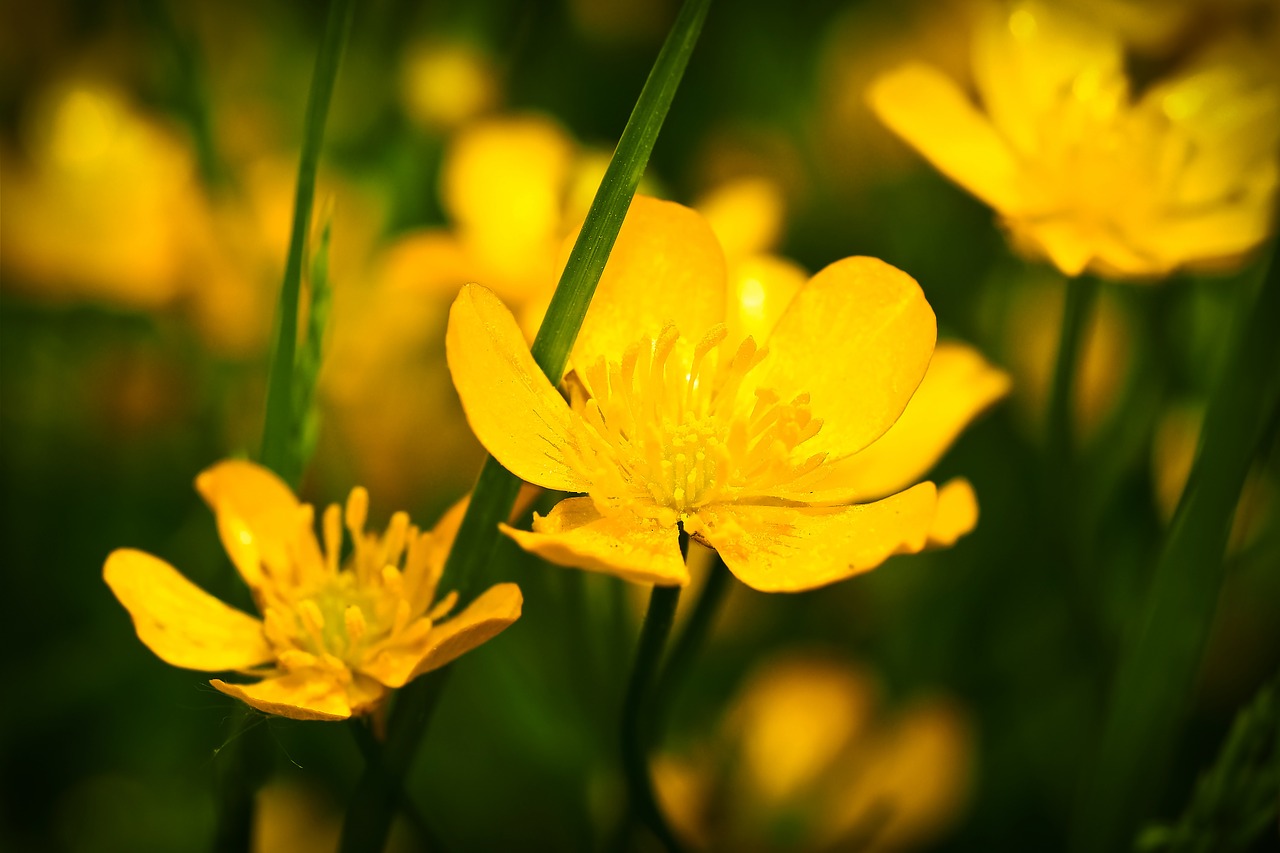 celandine flower yellow free photo