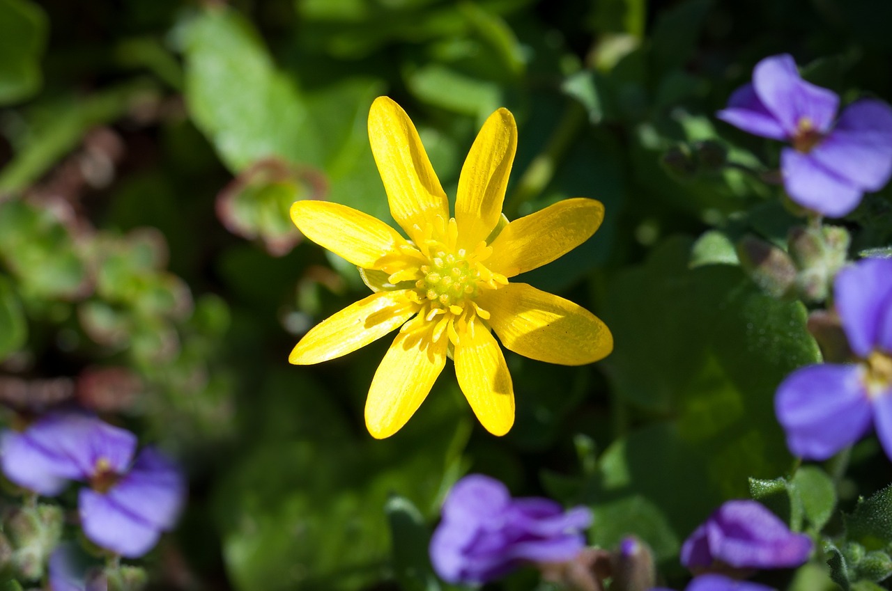 celandine plant early bloomer free photo