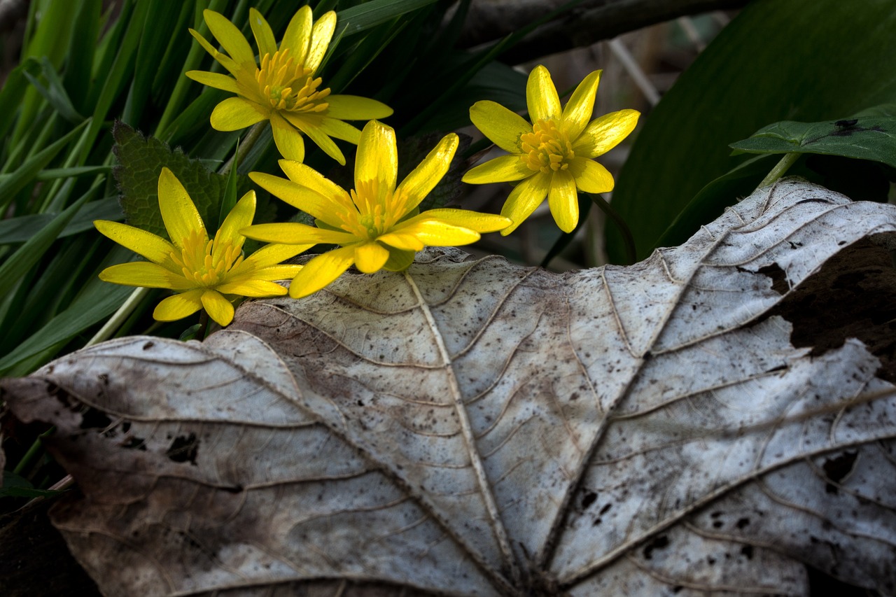 celandine flowers yellow free photo