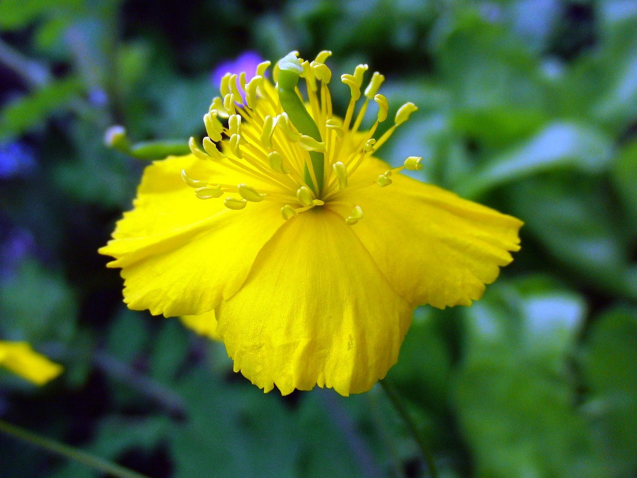 celandine species plantarum flower free photo