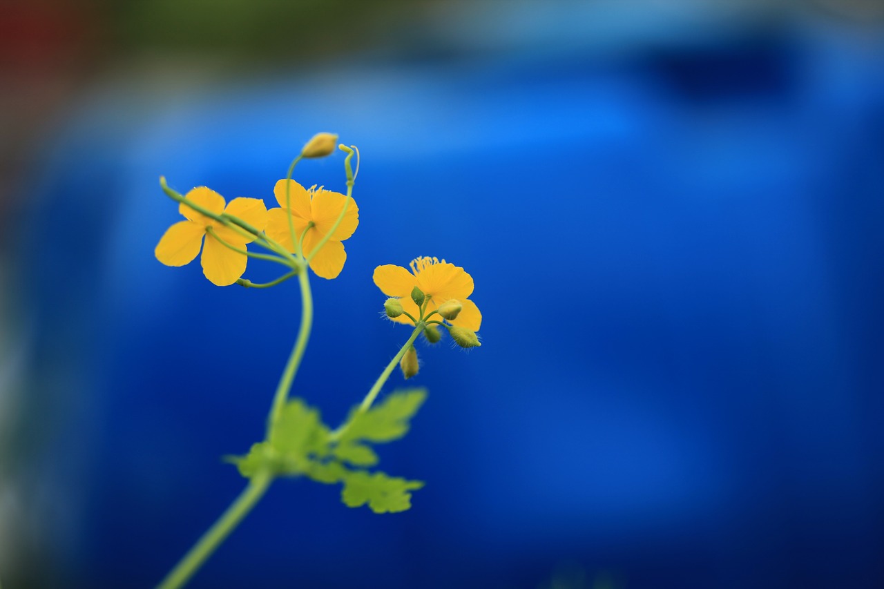 celandine flowers nature free photo