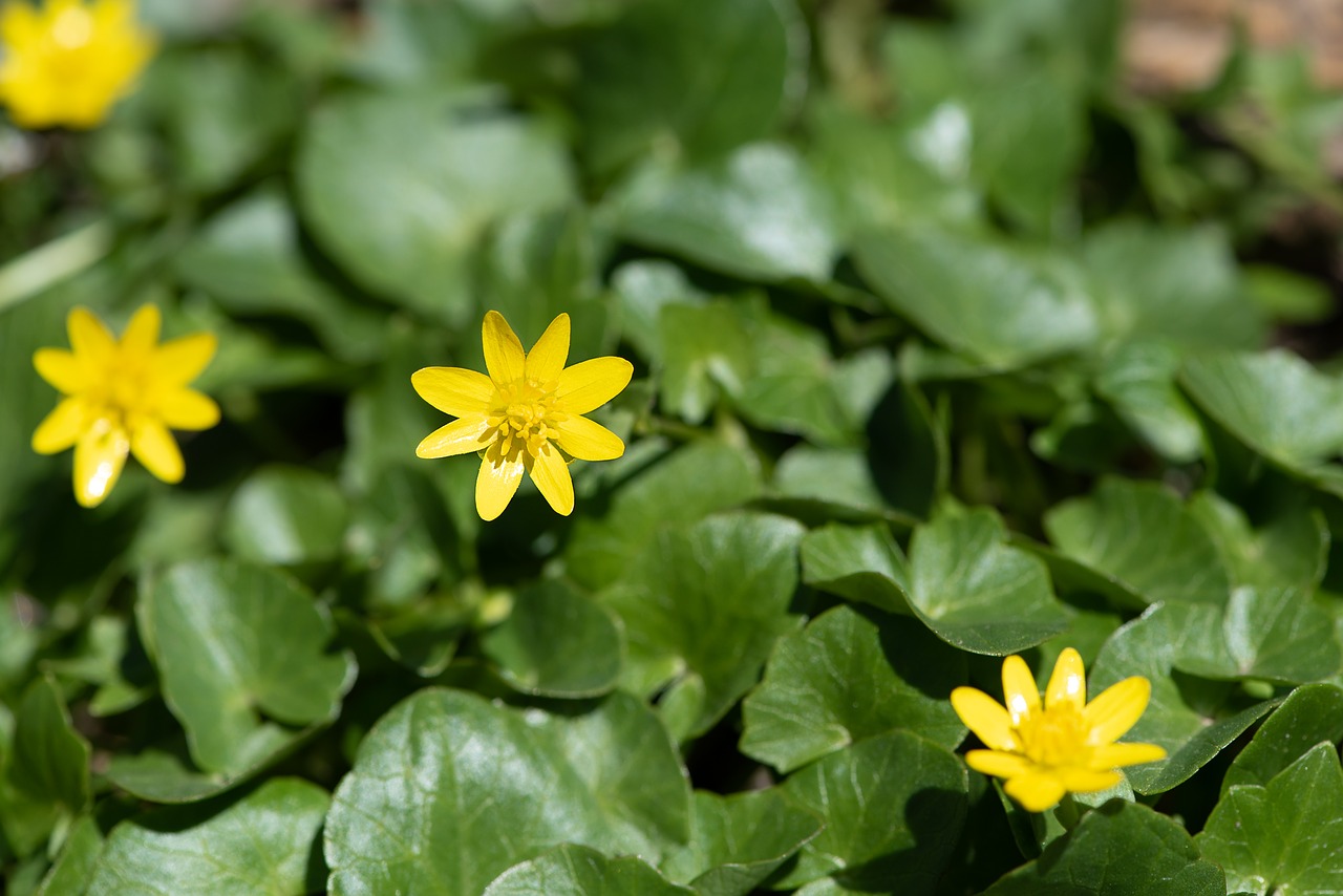 celandine  yellow  yellow flowers free photo