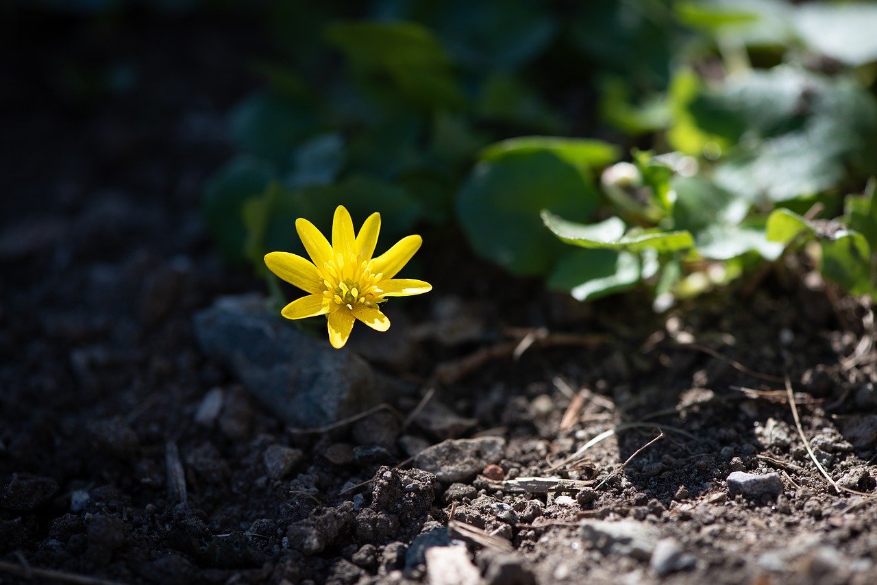 celandine  flower  yellow free photo