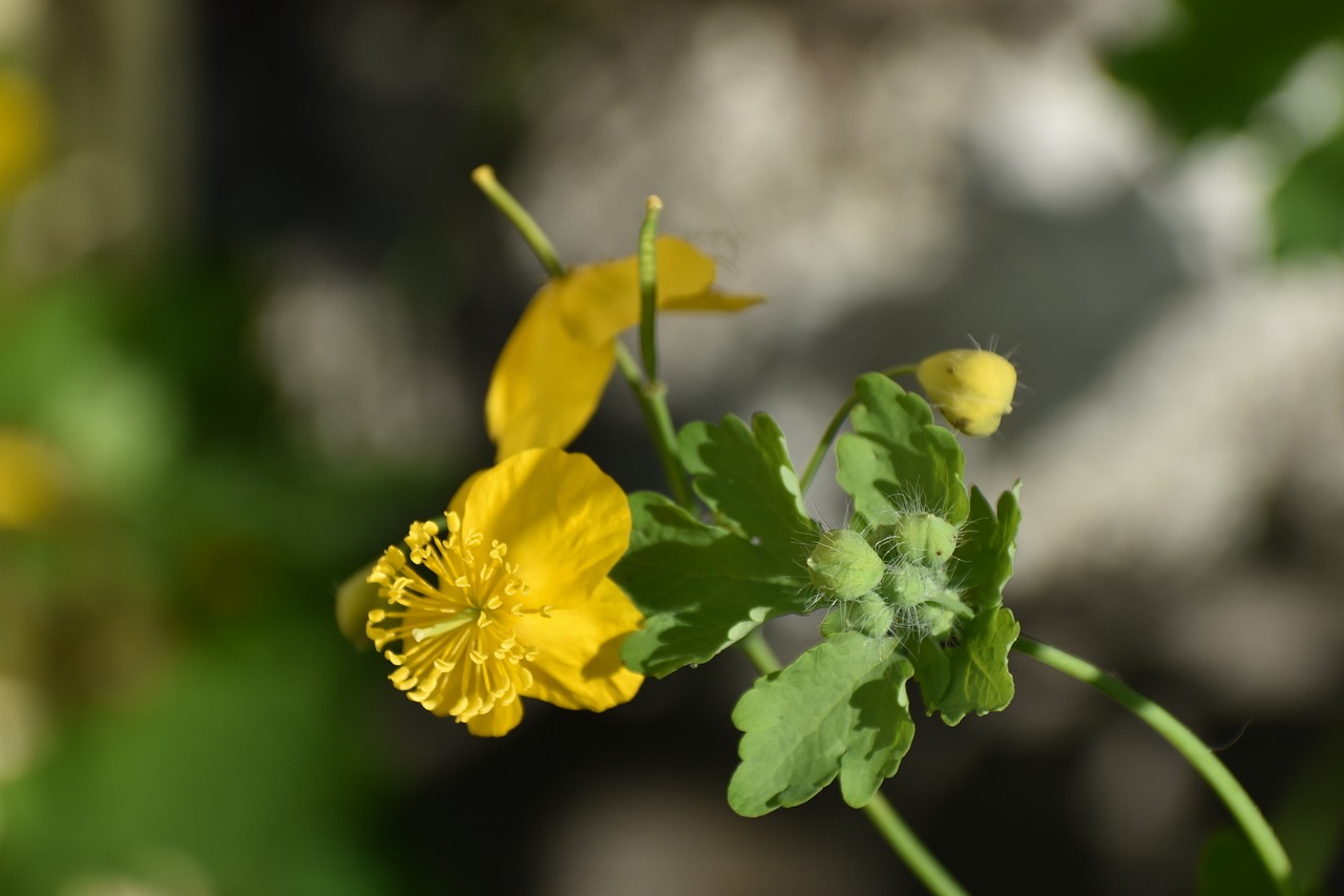 celandine  flowers  yellow free photo