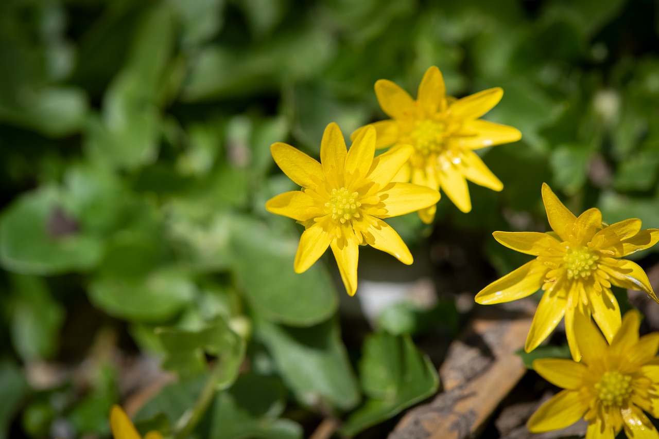 celandine  yellow  flower free photo