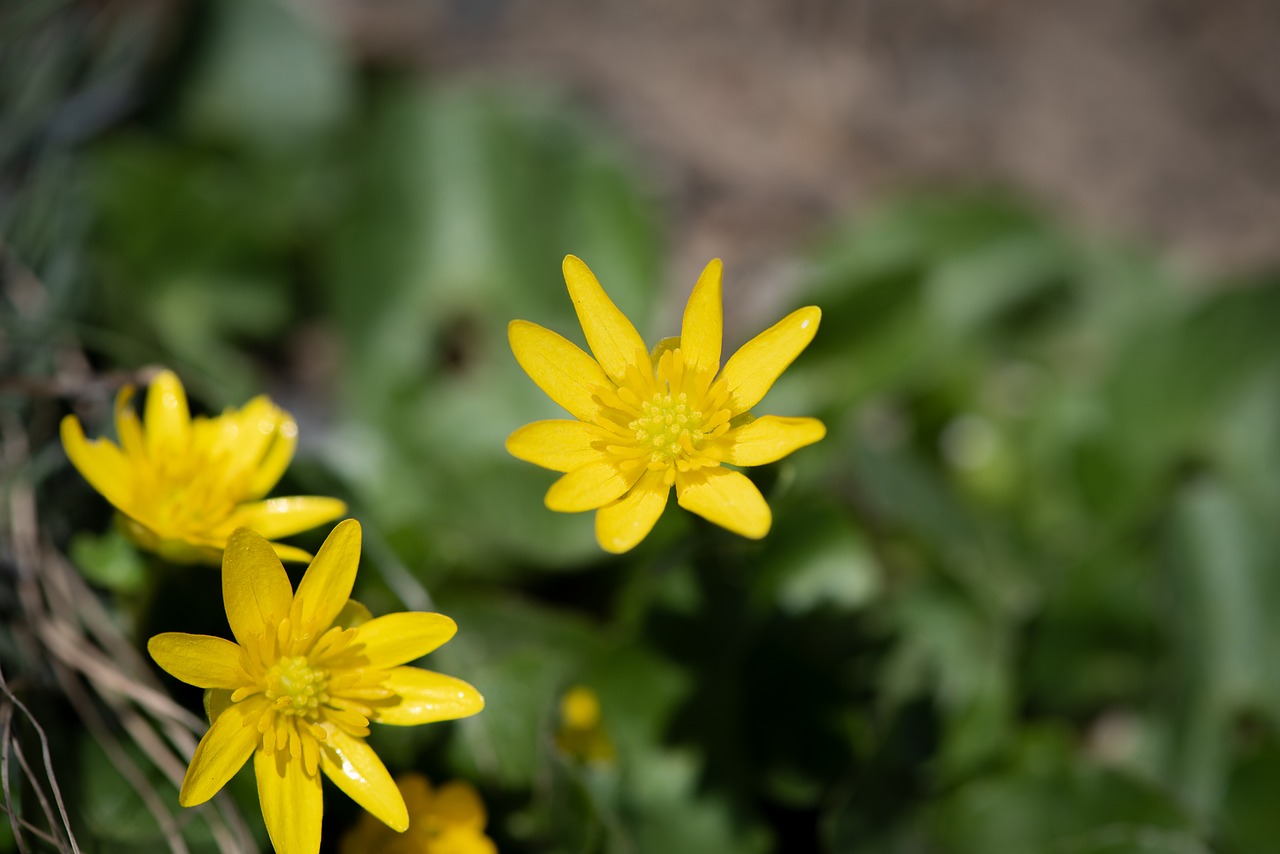 celandine  flower  yellow free photo