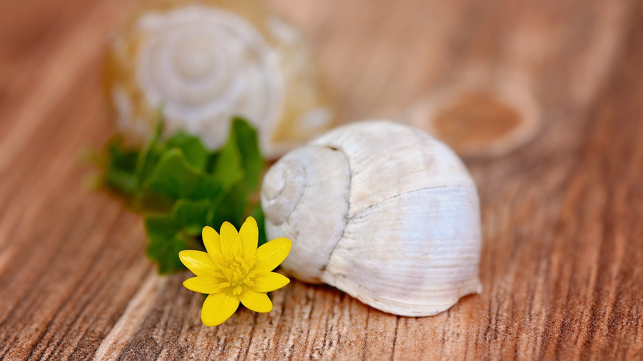 celandine flower blossom free photo