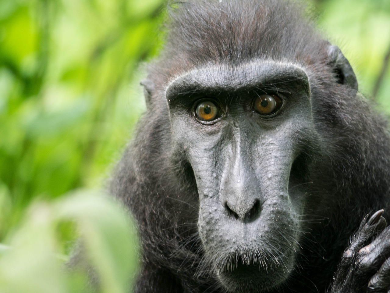 celebes crested macaque monkey tangkoko reserve free photo