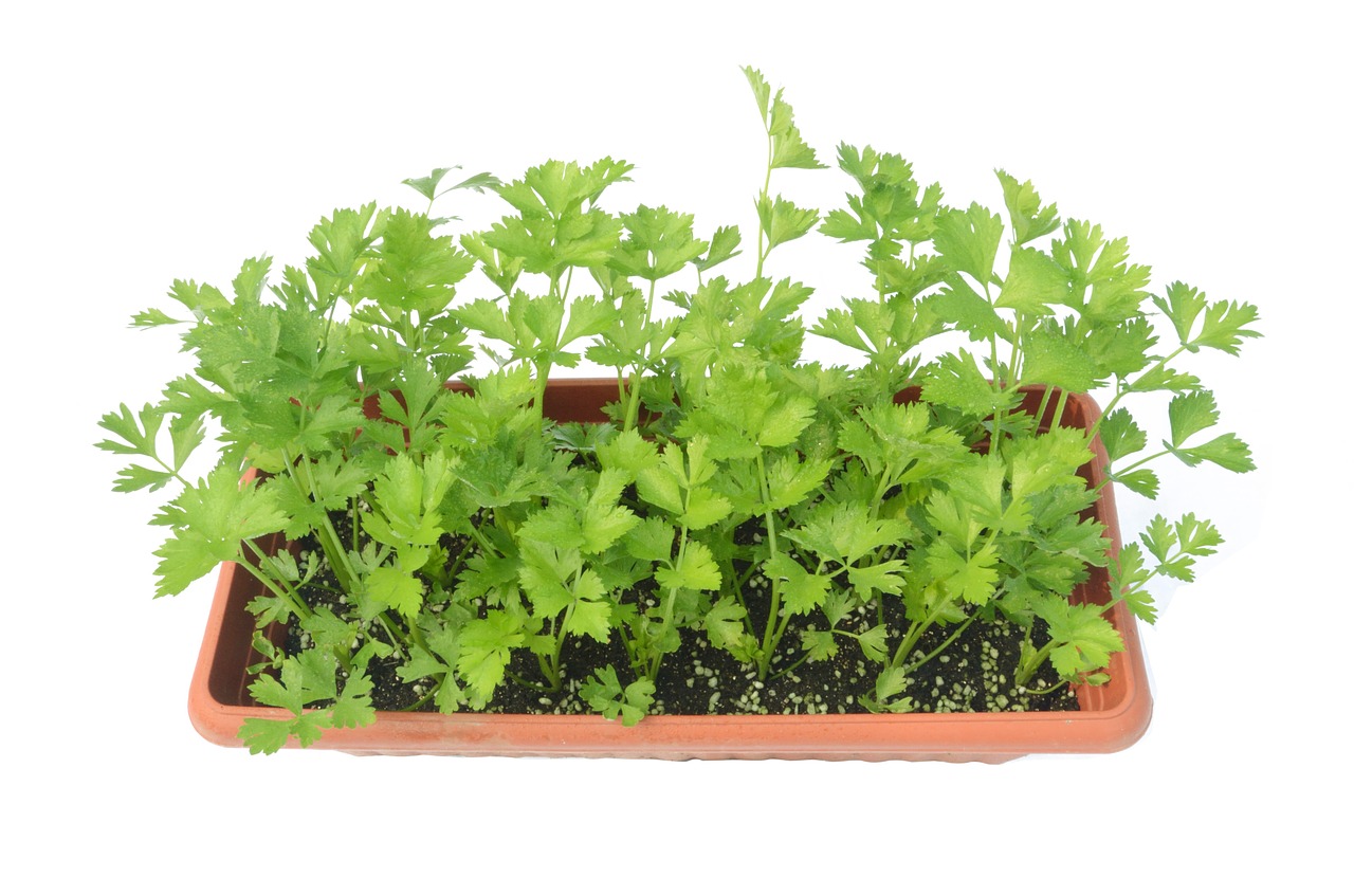 celery green potted plants free photo