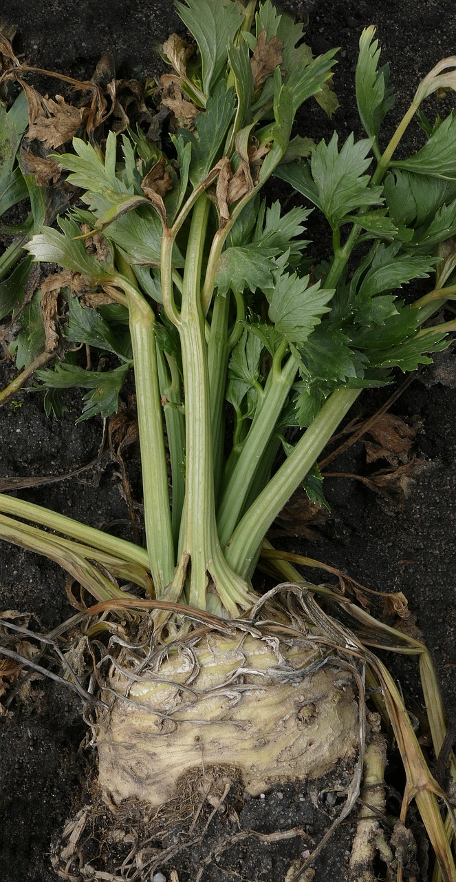 celery root celery tuber free photo