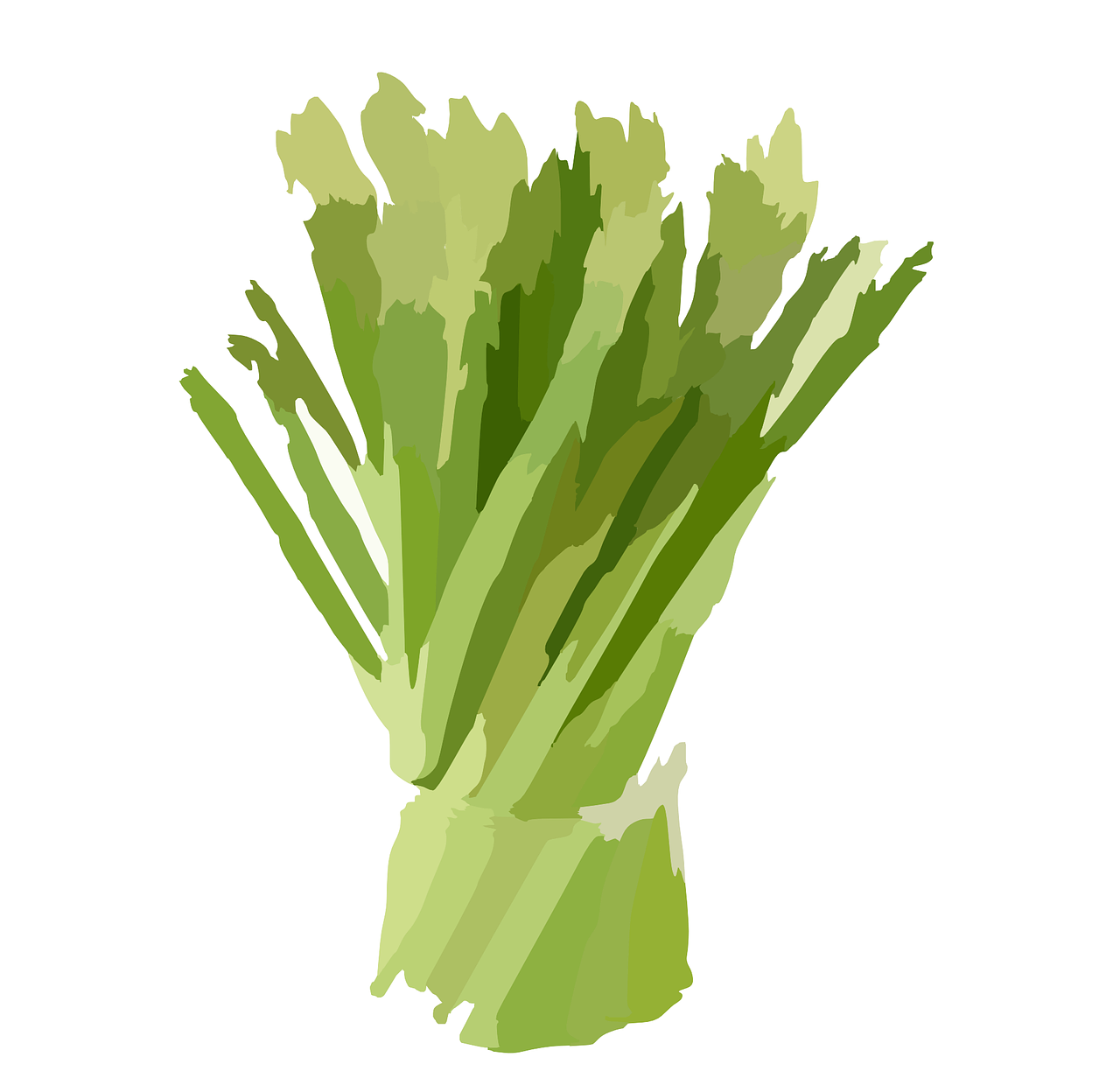 celery rhubarb bunch free photo