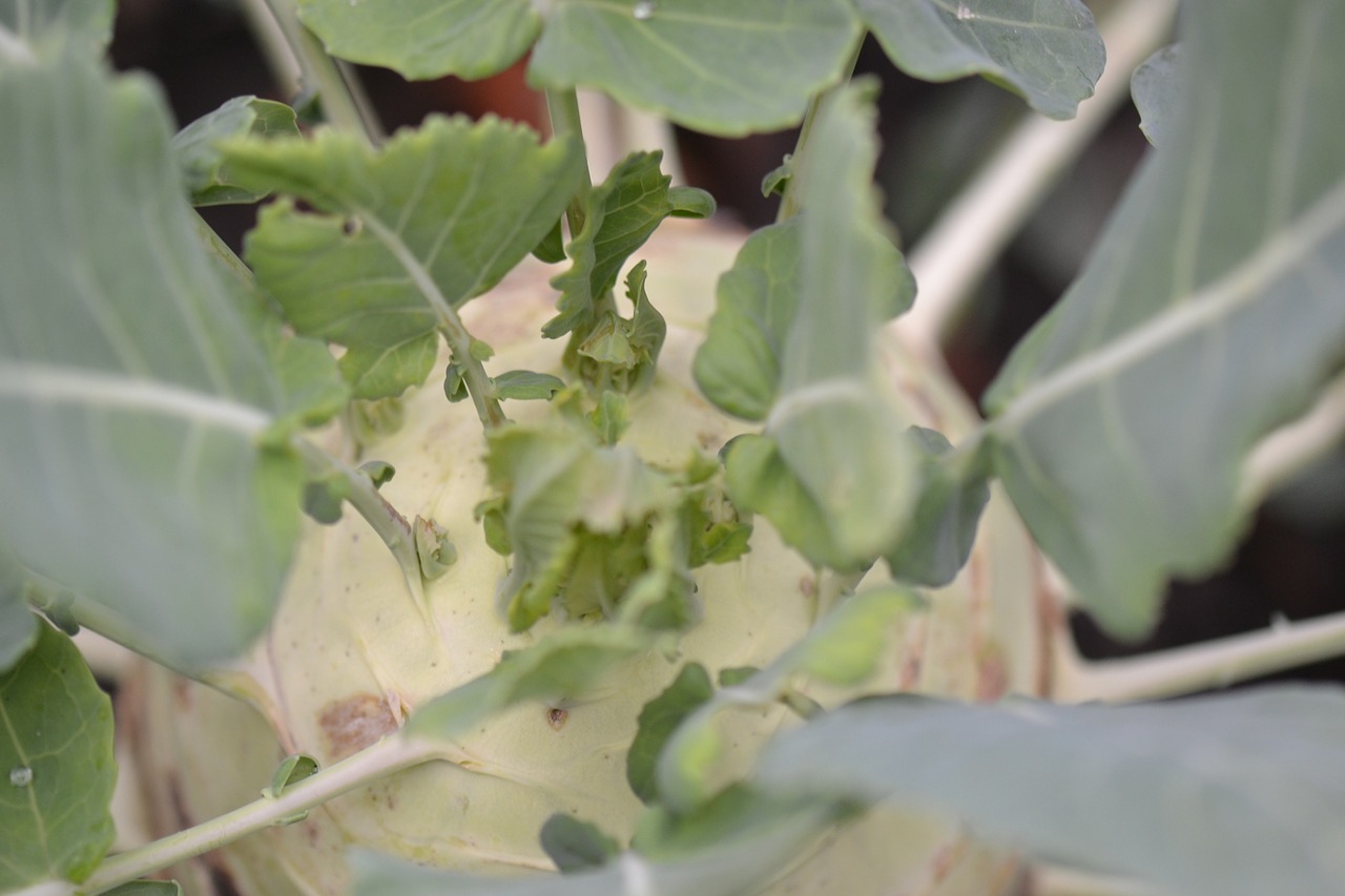 celery garden vegetable free photo