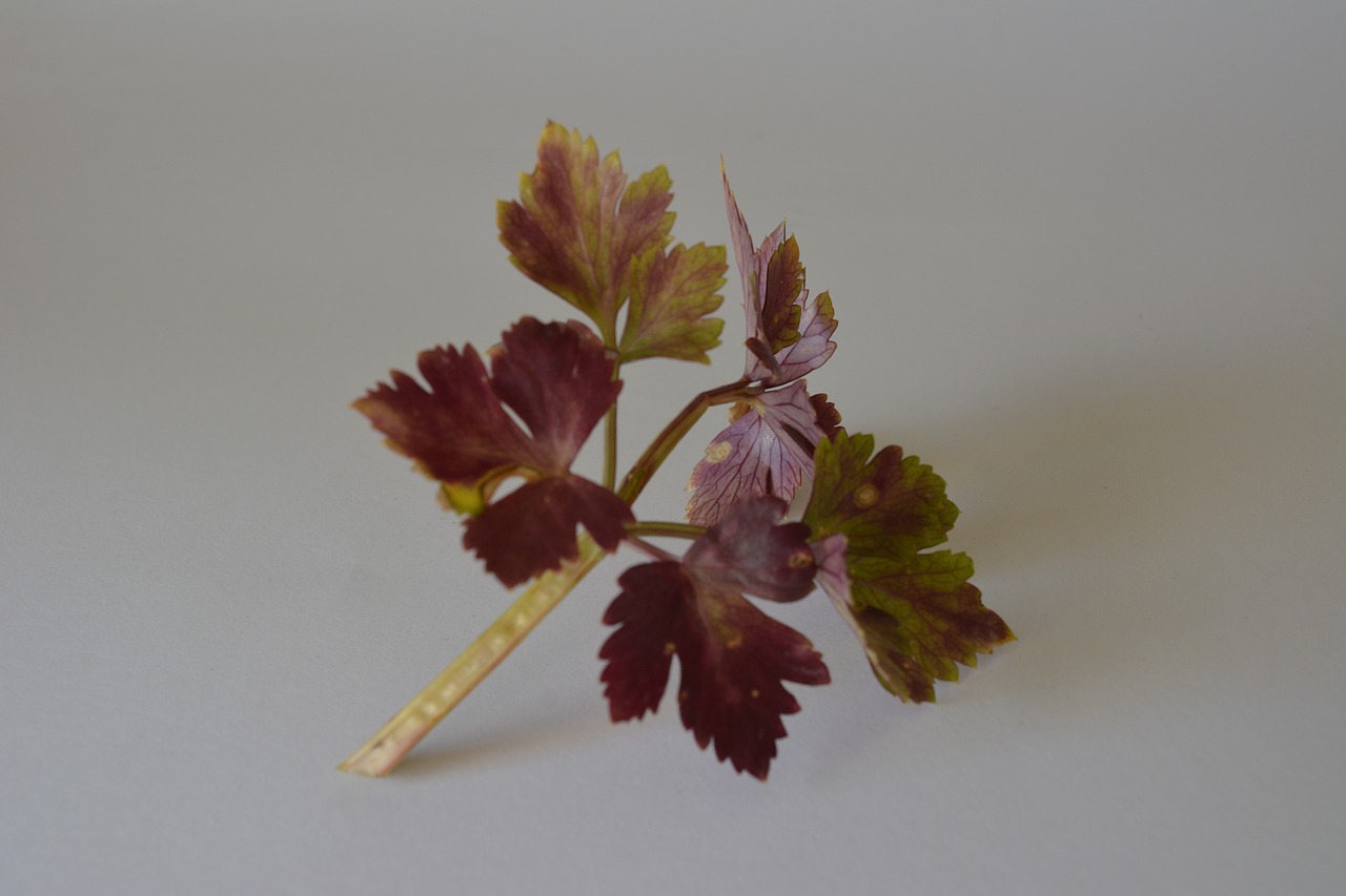 celery green leaf free photo