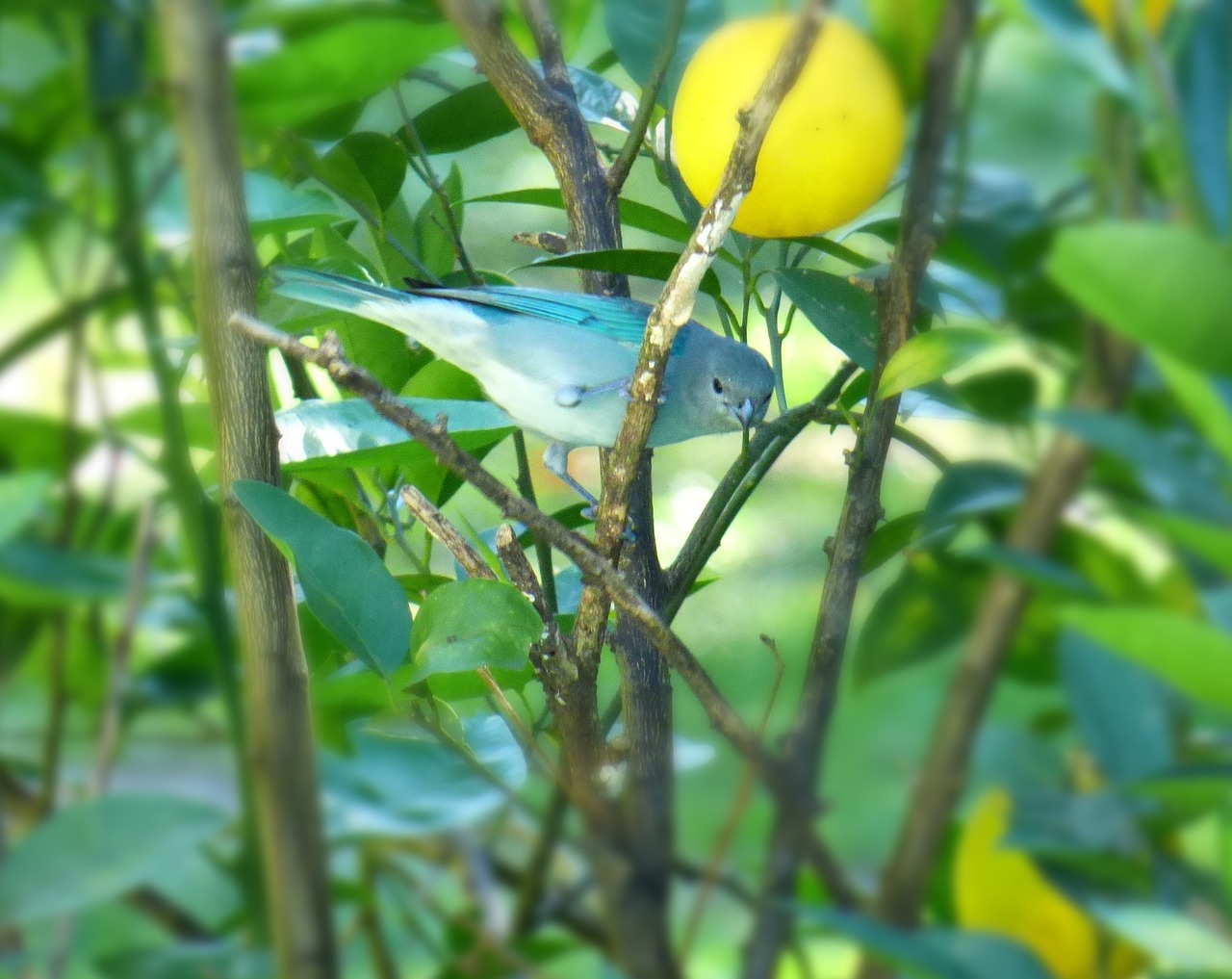 celestino bird light-blue free photo